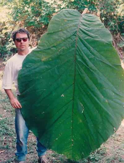 Coccoloba Gigantifolia - © Attention Deficit Disorder Prosthetic Memory Program
