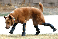 Animal Prosthetics - © Attention Deficit Disorder Prosthetic Memory Program