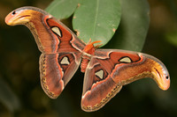 Attacus Atlas - © Attention Deficit Disorder Prosthetic Memory Program
