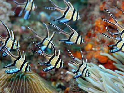 Banggai Cardinalfish - © Attention Deficit Disorder Prosthetic Memory Program