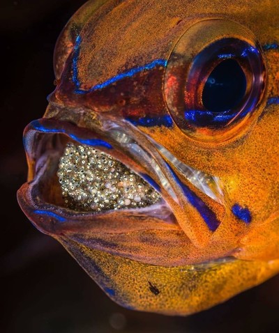 Banggai Cardinalfish - © Attention Deficit Disorder Prosthetic Memory Program