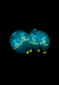 Behaviour-Altering Parasite - © Attention Deficit Disorder Prosthetic Memory Program