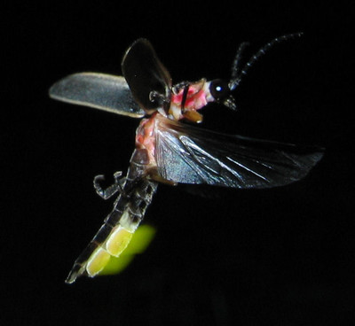 Bioluminescent Bacteria - © Attention Deficit Disorder Prosthetic Memory Program