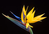 Bird-of-Paradise - © Attention Deficit Disorder Prosthetic Memory Program