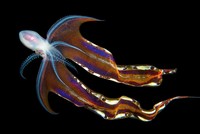 Blanket Octopus - © Attention Deficit Disorder Prosthetic Memory Program