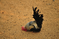 Chicken Hypnosis - © Attention Deficit Disorder Prosthetic Memory Program