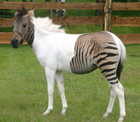 Animal Chimera - © Attention Deficit Disorder Prosthetic Memory Program