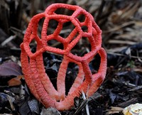 Clathrus Ruber - © Attention Deficit Disorder Prosthetic Memory Program