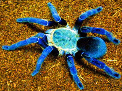 Cobalt Blue Tarantula - © Attention Deficit Disorder Prosthetic Memory Program
