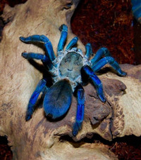 Cobalt Blue Tarantula - © Attention Deficit Disorder Prosthetic Memory Program