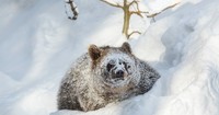 Cocaine Bear - © Attention Deficit Disorder Prosthetic Memory Program