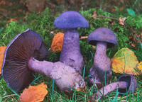 Cortinarius Violaceus - © Attention Deficit Disorder Prosthetic Memory Program