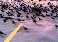 Grackles Invade Walmart Parking Lot - © Attention Deficit Disorder Prosthetic Memory Program