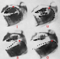 Articulatory Phonetics - © Attention Deficit Disorder Prosthetic Memory Program