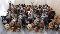 DoggoLingo - © Attention Deficit Disorder Prosthetic Memory Program