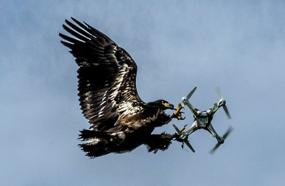 Drone Hunting Eagles - © Attention Deficit Disorder Prosthetic Memory Program