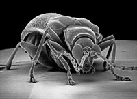 Electron Micrograph Portraits - © Attention Deficit Disorder Prosthetic Memory Program