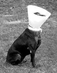 Elizabethan Collar - © Attention Deficit Disorder Prosthetic Memory Program