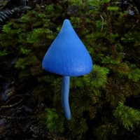 Entoloma Hochstetteri - © Attention Deficit Disorder Prosthetic Memory Program