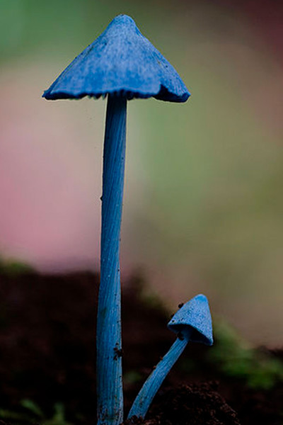 Entoloma Hochstetteri - © Attention Deficit Disorder Prosthetic Memory Program