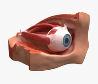 Eye Strain - © Attention Deficit Disorder Prosthetic Memory Program