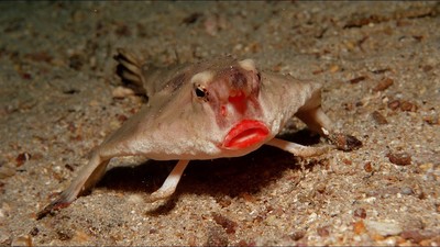 Red-lipped batfish - © Attention Deficit Disorder Prosthetic Memory Program