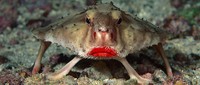Red-lipped batfish - © Attention Deficit Disorder Prosthetic Memory Program