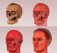 Forensic Facial Reconstruction - © Attention Deficit Disorder Prosthetic Memory Program