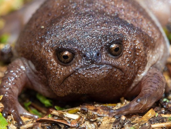 Breviceps fuscus | Attention Deficit Disorder Prosthetic Memory Program