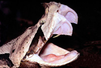 Gaboon Viper - © Attention Deficit Disorder Prosthetic Memory Program