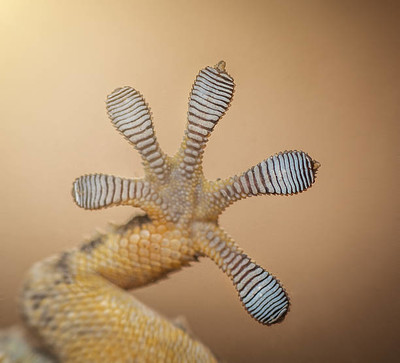 Gecko's Feet - © Attention Deficit Disorder Prosthetic Memory Program