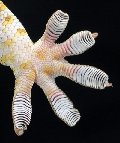 Gecko's Feet - © Attention Deficit Disorder Prosthetic Memory Program