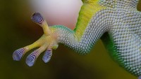 Gecko's Feet - © Attention Deficit Disorder Prosthetic Memory Program
