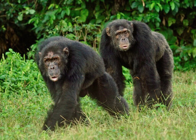 Gombe Chimpanzee War - © Attention Deficit Disorder Prosthetic Memory Program