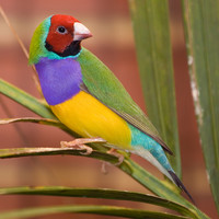Gouldian Finch - © Attention Deficit Disorder Prosthetic Memory Program