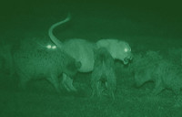Green Night Vision - © Attention Deficit Disorder Prosthetic Memory Program