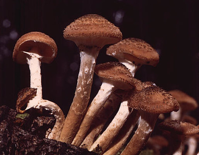 Armillaria Ostoyae - © Attention Deficit Disorder Prosthetic Memory Program