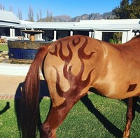 Horse Clipping Styles - © Attention Deficit Disorder Prosthetic Memory Program