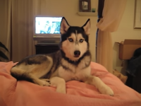 Husky Dog Talking - © Attention Deficit Disorder Prosthetic Memory Program