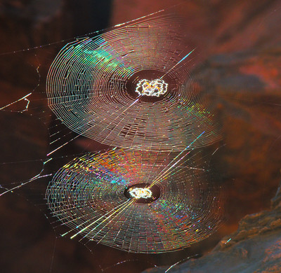 Low Orbital Spider Webs - © Attention Deficit Disorder Prosthetic Memory Program