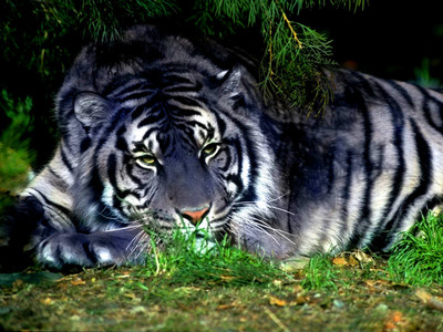 Maltese Tiger - © Attention Deficit Disorder Prosthetic Memory Program