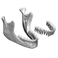 Mandible - © Attention Deficit Disorder Prosthetic Memory Program