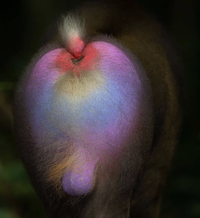 Mandrill - © Attention Deficit Disorder Prosthetic Memory Program