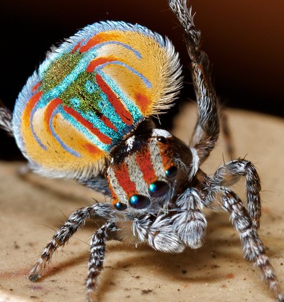 Maratus Spider - © Attention Deficit Disorder Prosthetic Memory Program