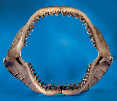 Megalodon, The Monster Shark Lives - © Attention Deficit Disorder Prosthetic Memory Program