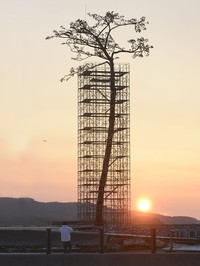 Miracle Lone Pine Tree - © Attention Deficit Disorder Prosthetic Memory Program
