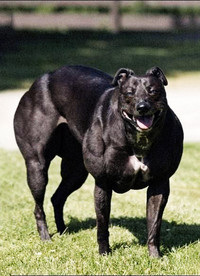 Myostatin-related Animal Hypertrophy - © Attention Deficit Disorder Prosthetic Memory Program