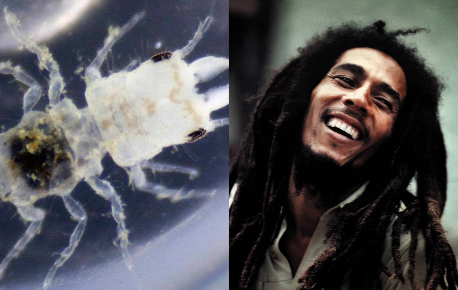 Organisms Named After Famous People Attention Deficit Disorder