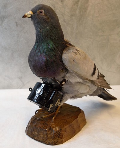 Pigeon Photography - © Attention Deficit Disorder Prosthetic Memory Program