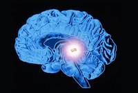 Pineal Gland - © Attention Deficit Disorder Prosthetic Memory Program
